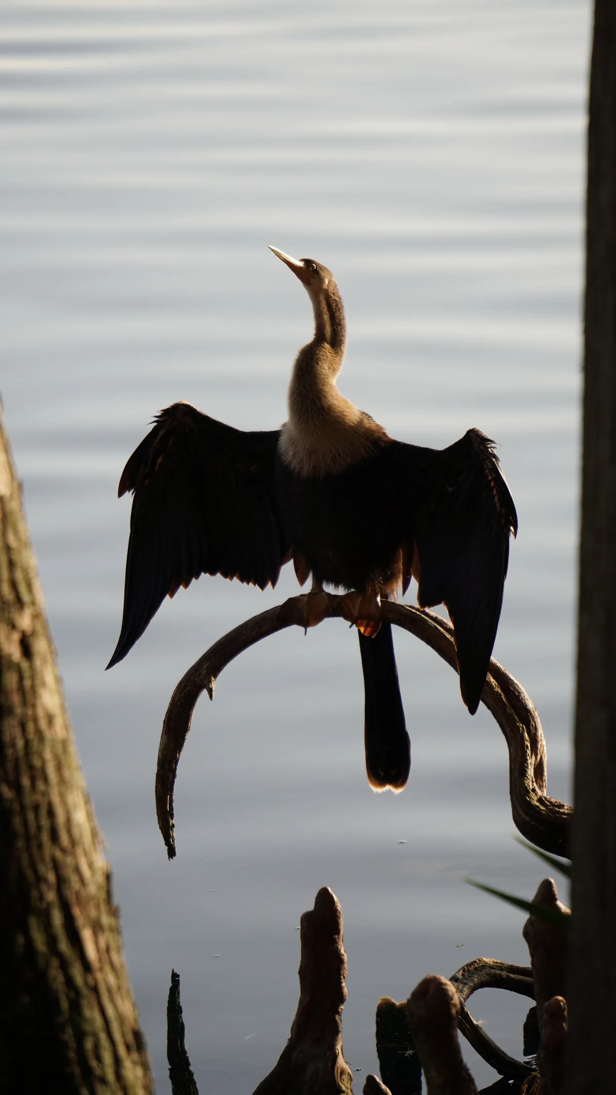 Backlit Flight