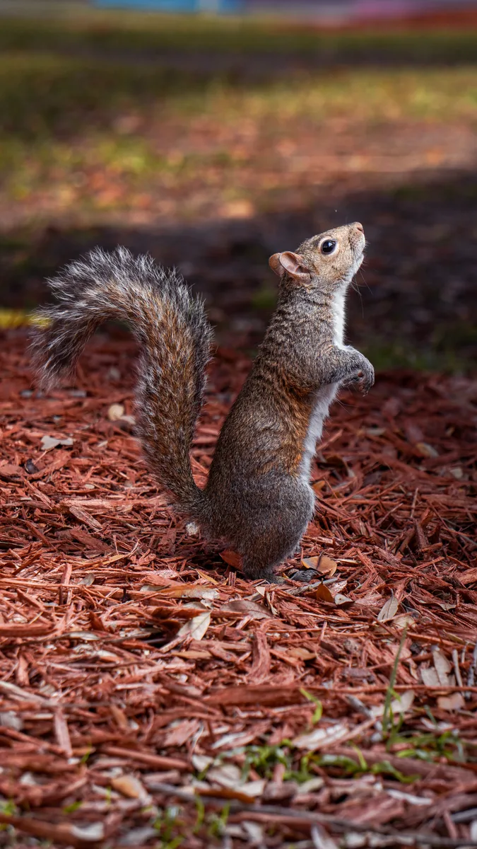 Squirrel Portrait